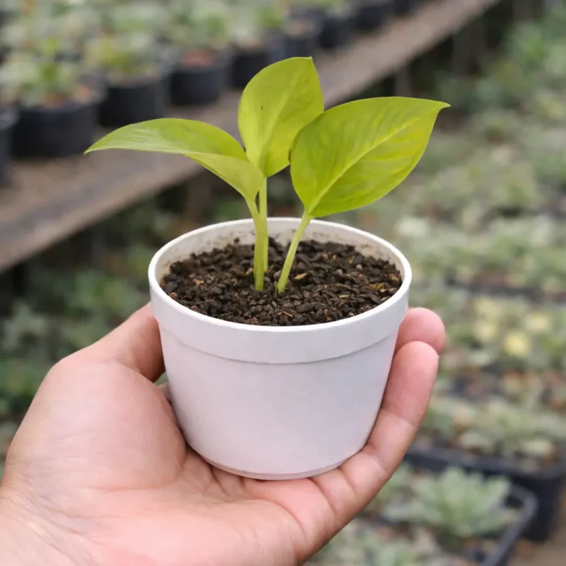 Golden Money Plant